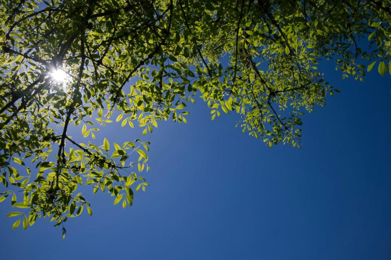 В Самаре вырубят часть ясеней из-за опасного вредителя