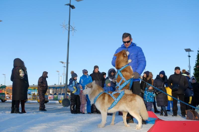 В "Самарской Олимпийской Деревне" прошел забег на собачьих упряжках