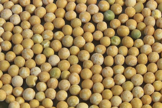 Горох. Сохраняйте чек