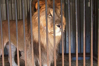 Жители Самары голосуют за новое место расположения зоопарка