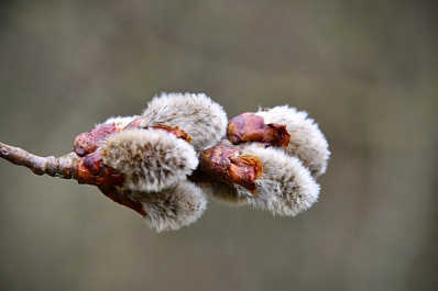 В начале рабочей недели весна вернется в губернию