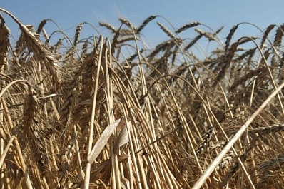 В Самарской области более 2,5 тысячи молодых аграриев получили меры господдержки