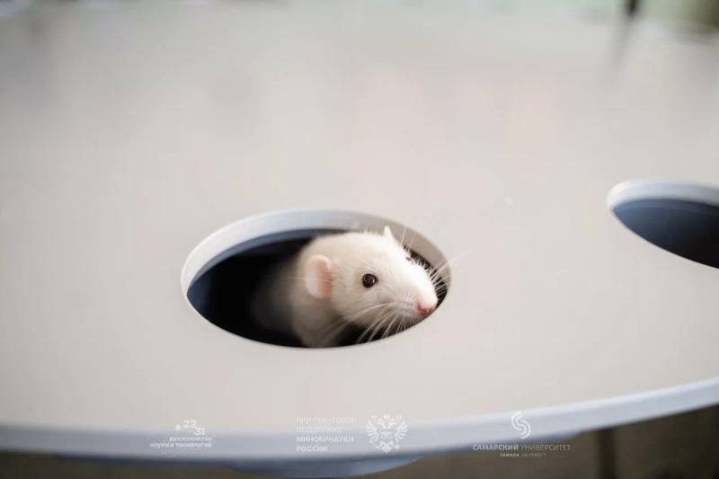 Самарские биологи изучили на крысах влияние цитокиновой "непогоды" на здоровье сердца