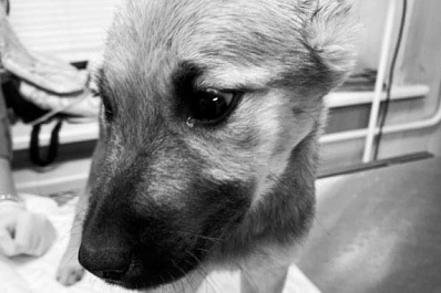 "Не стало моей Берты": погиб один из щенков, которым живодер отрезал уши и хвосты в Чапаевске