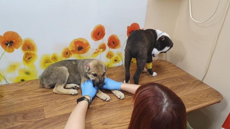 "Мы с этим смириться не смогли": главный зоозащитник Госдумы заявил о возбуждении уголовного дела в отношении чапаевского живодёра