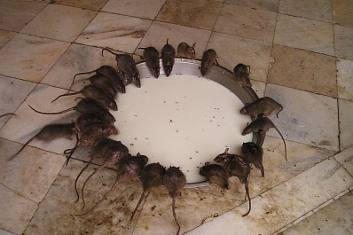 Супруги из Самары развели в квартире крысиный притон