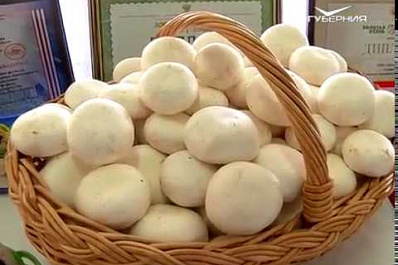 Дмитрий Азаров провёл в Кинеле совещание по привлечению инвесторов в аграрный сектор