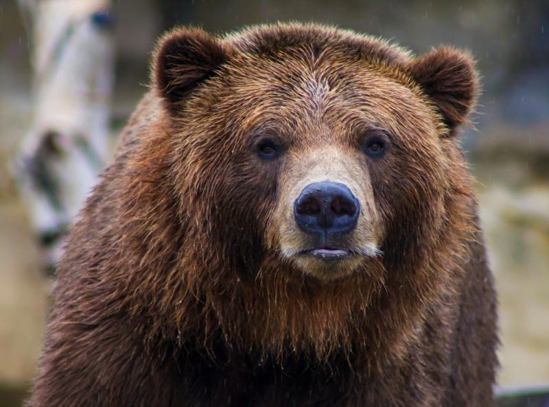 По свежим следам: на границе Тульской и Калужской областей засекли медведя