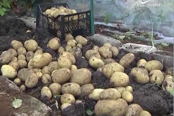 Дачные советы 17.03.2016