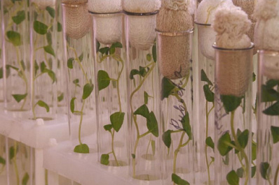 Самарские ученые обеспечат аграриев безвирусными семенами картофеля