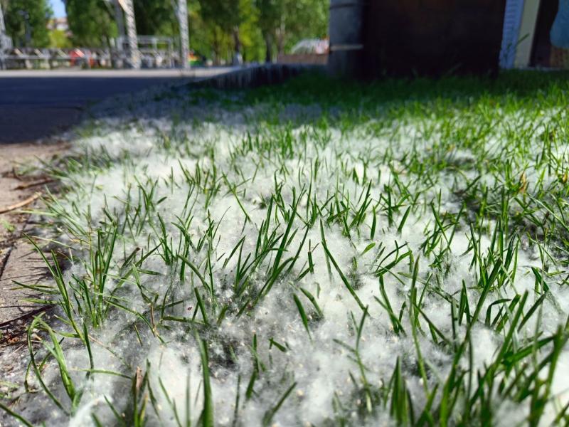 Врач-аллерголог Татьяна Букина рассказала, бывает ли аллергия на тополиный пух