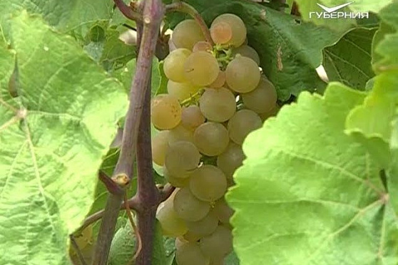 Улучшаем вкус созревающего винограда. Удачные заметки от 21.08.2018
