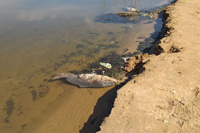 Власти Тольятти опровергли сообщения о вывозе снега к водоему, где нашли мертвую рыбу