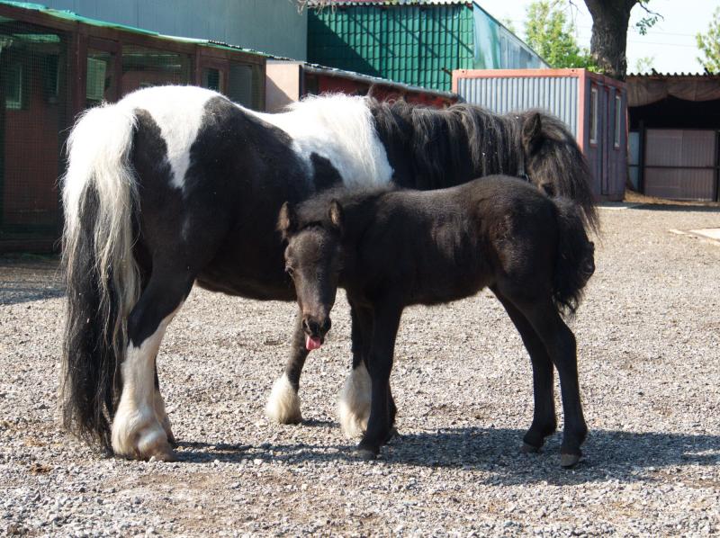 Малышей пони и ослика покажут жителям Самары