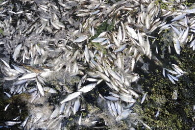 В Самарской области массово гибнет рыба