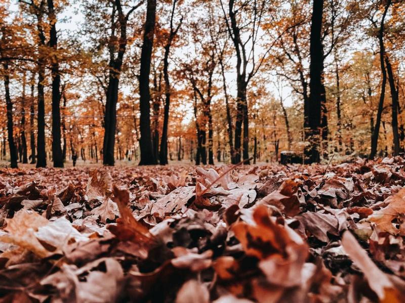 В Самарской области 16 октября сохранятся температурные перепады