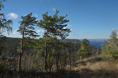 В Самарской области высадят более 5 миллионов саженцев