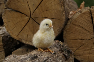 Новую жизнь села обсудят на очередной стратегической сессии в Самарской области