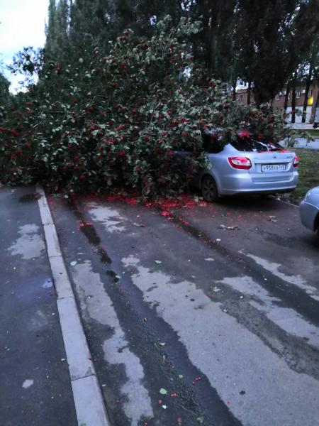 В Тольятти во время урагана дерево упало на припаркованные автомобили