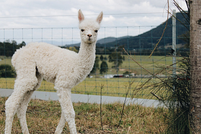 У альпак в Ставропольском районе появилось потомство 