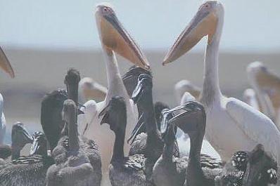 В Самаре открылась выставка Владимира Рубинчика