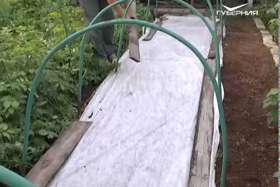 Дачные советы 23.07.2015