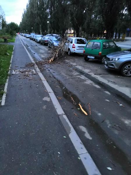 В Тольятти во время урагана дерево упало на припаркованные автомобили
