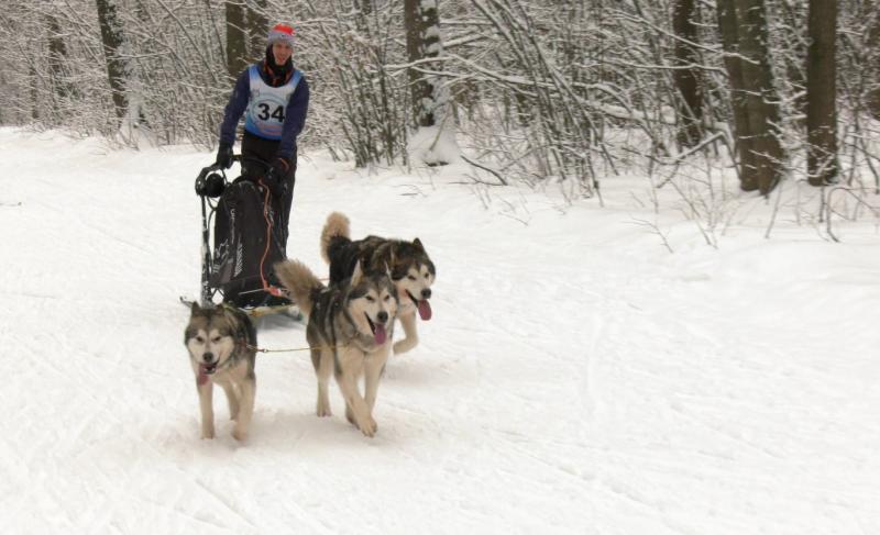 Под Самарой прошли рождественские гонки на собачьих упряжках