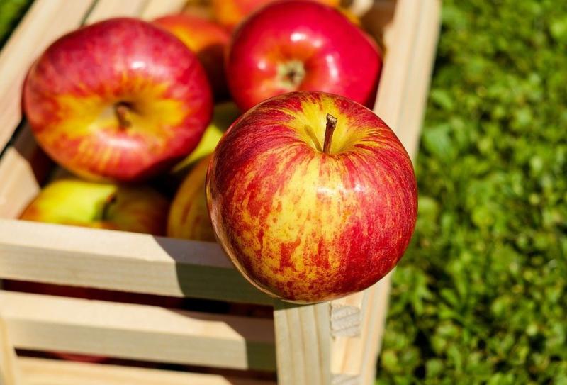 Диетолог рассказала об уникальных свойствах яблок и болезнях, при которых их нельзя есть
