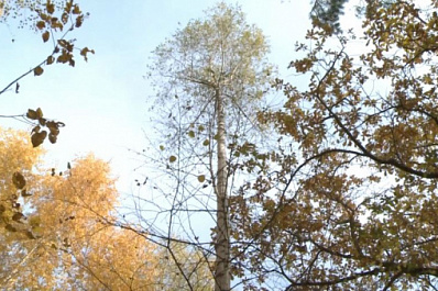 Леса Самарской области атакует непарный шелкопряд