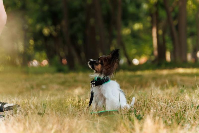 Ветеринар рассказал, как защитить питомца от клещей и что делать в случае укуса