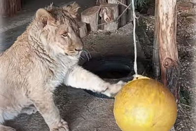 Львенок Алтай дал самарцам мастер-класс по продуктивности