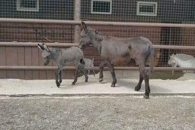 Самарский зоопарк предлагает пользователям придумать имя новорожденному ослику