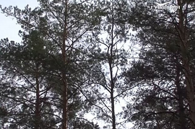 Тольяттинскому лесу возвращают былой облик