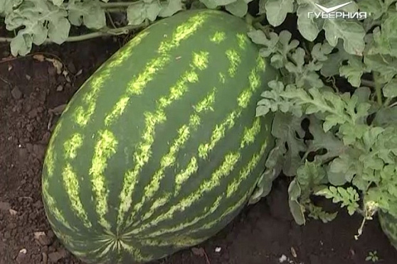 Дачные советы 02.02.2017. Арбузы и дыни
