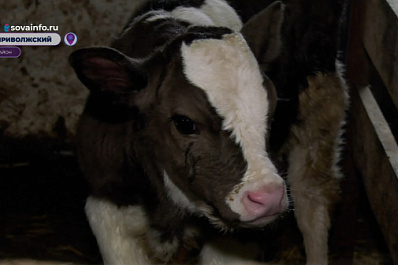 "Агростартап" помог молодому предпринимателю из Приволжского района увеличить поголовье молочных коров