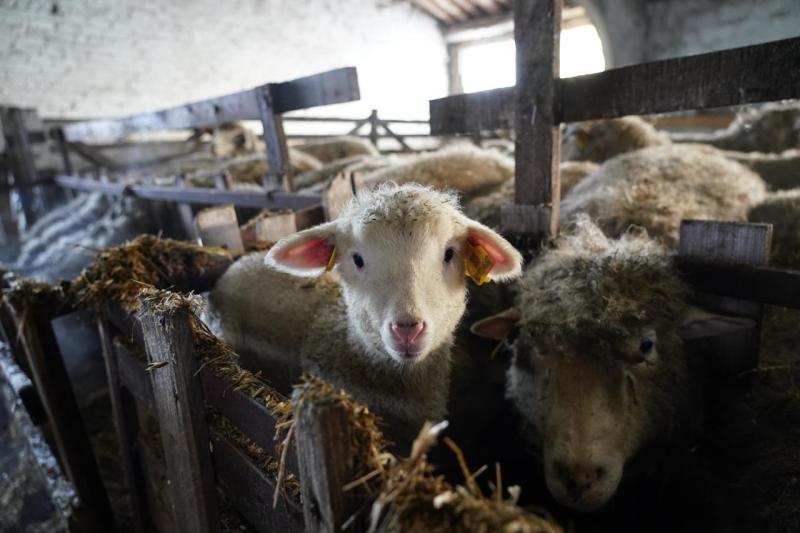 Поддержка для овцеводов: как в Самарской области разводят племенных овец и производят молоко