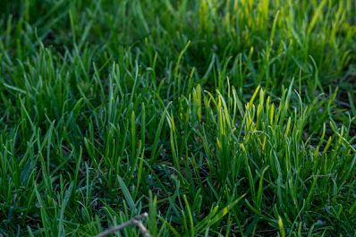 В Новокуйбышевске план покоса травы выполнили на 82 % 