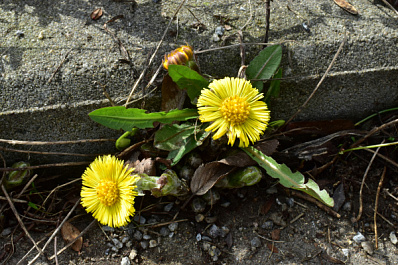 Восстановит иммунитет и кожу: ученый объяснил пользу мать-и-мачехи