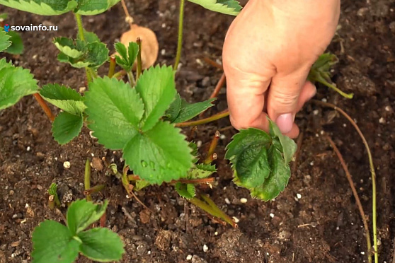Ухаживаем за земляничными грядками. Дачные сезоны
