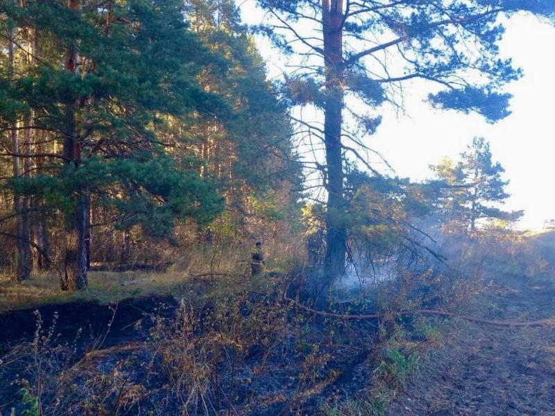 В Самарской области 30 сентября ликвидирован лесной пожар в Шигонском лесничестве