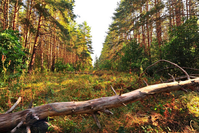 В Самарской области завершилась уборка 244 гектаров Волжского лесничества