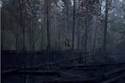 Полицейские устанавливают причастных к возгоранию в тольяттинском лесу