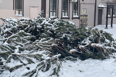 В Самарской области за незаконный сруб елок грозит уголовка и крупный штраф