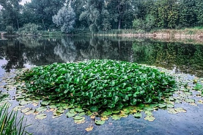 В Самаре 21 апреля откроется Ботанический сад