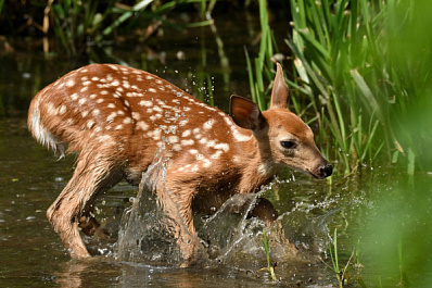 Более 500 вариантов: стало известно имя новорожденного олененка