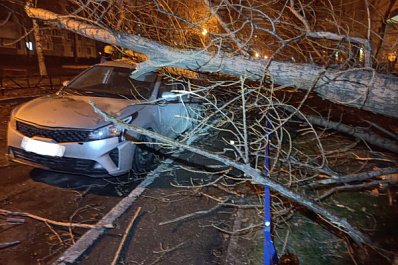 В Тольятти в ночь на 30 ноября сильный ветер повалил несколько деревьев