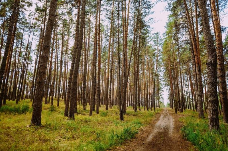 Вячеслав Федорищев поздравил работников леса Самарской области с профессиональным праздником