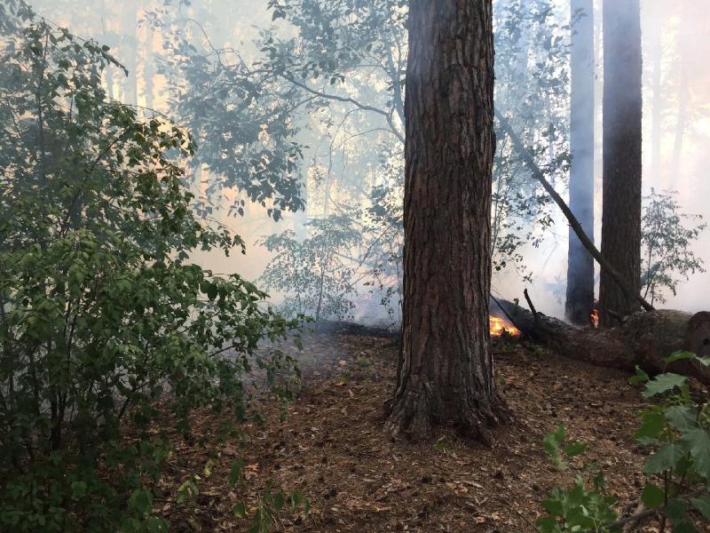 В Тольяттинском лесничестве ликвидировали открытое горение