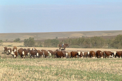 Корову красно-пестрой герефордской породы на агровыставке в Самарской области представило хозяйство "Колос"